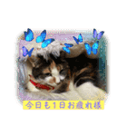 にゃんこの日常（ミュータン）Ver.（個別スタンプ：1）