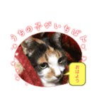 にゃんこの日常（ミュータン）Ver.（個別スタンプ：2）