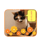 にゃんこの日常（ミュータン）Ver.（個別スタンプ：4）
