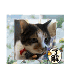 にゃんこの日常（ミュータン）Ver.（個別スタンプ：5）