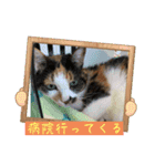 にゃんこの日常（ミュータン）Ver.（個別スタンプ：9）