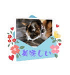 にゃんこの日常（ミュータン）Ver.（個別スタンプ：10）