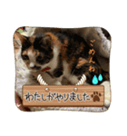 にゃんこの日常（ミュータン）Ver.（個別スタンプ：16）