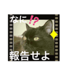 黒猫 ルナ院長17にゃんめ（個別スタンプ：6）