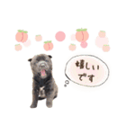 甲斐犬ゆき♡あや♡（個別スタンプ：13）