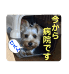 日本スピッツとヨーキーのコラボスタンプ（個別スタンプ：12）