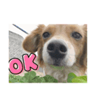 愛犬キセノサトの癒しスタンプ（個別スタンプ：3）