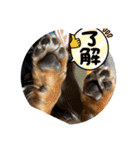 愛犬キセノサトの癒しスタンプ（個別スタンプ：4）