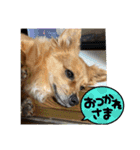 愛犬キセノサトの癒しスタンプ（個別スタンプ：5）