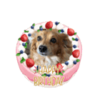愛犬キセノサトの癒しスタンプ（個別スタンプ：6）