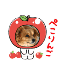 愛犬キセノサトの癒しスタンプ（個別スタンプ：7）