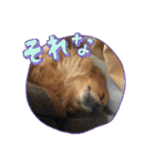 愛犬キセノサトの癒しスタンプ（個別スタンプ：8）