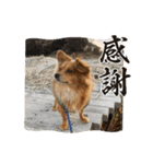 愛犬キセノサトの癒しスタンプ（個別スタンプ：9）