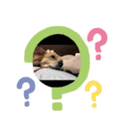 愛犬キセノサトの癒しスタンプ（個別スタンプ：10）