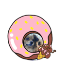 愛犬キセノサトの癒しスタンプ（個別スタンプ：11）