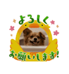 愛犬キセノサトの癒しスタンプ（個別スタンプ：13）