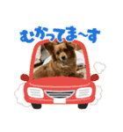愛犬キセノサトの癒しスタンプ（個別スタンプ：14）