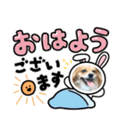 愛犬キセノサトの癒しスタンプ（個別スタンプ：15）