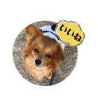 愛犬キセノサトの癒しスタンプ（個別スタンプ：16）
