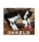 くろちゃんシリーズ（個別スタンプ：8）