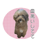 かわいめのわんこの日常会話（個別スタンプ：1）