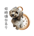 かわいめのわんこの日常会話（個別スタンプ：3）