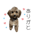 かわいめのわんこの日常会話（個別スタンプ：4）