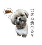 かわいめのわんこの日常会話（個別スタンプ：7）