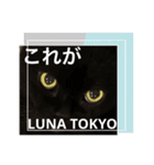 黒猫 ルナ院長18にゃんめ（個別スタンプ：8）