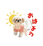 ボクシングジムのシーズー犬くうちゃん（個別スタンプ：1）