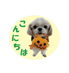 ボクシングジムのシーズー犬くうちゃん（個別スタンプ：2）