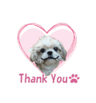 ボクシングジムのシーズー犬くうちゃん（個別スタンプ：3）