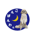ボクシングジムのシーズー犬くうちゃん（個別スタンプ：5）