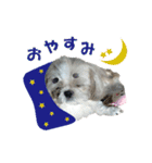 ボクシングジムのシーズー犬くうちゃん（個別スタンプ：6）