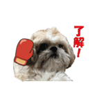 ボクシングジムのシーズー犬くうちゃん（個別スタンプ：8）