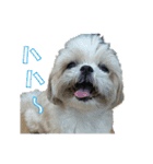 ボクシングジムのシーズー犬くうちゃん（個別スタンプ：9）