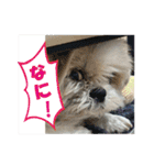ボクシングジムのシーズー犬くうちゃん（個別スタンプ：10）