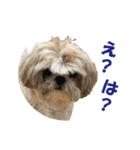ボクシングジムのシーズー犬くうちゃん（個別スタンプ：12）