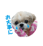 ボクシングジムのシーズー犬くうちゃん（個別スタンプ：13）