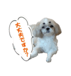 ボクシングジムのシーズー犬くうちゃん（個別スタンプ：14）