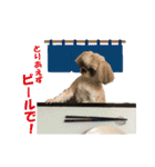 ボクシングジムのシーズー犬くうちゃん（個別スタンプ：15）