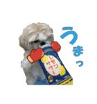 ボクシングジムのシーズー犬くうちゃん（個別スタンプ：16）