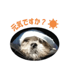 ボクシングジムのシーズー犬くうちゃん（個別スタンプ：17）