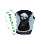 ボクシングジムのシーズー犬くうちゃん（個別スタンプ：18）