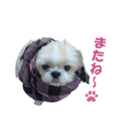 ボクシングジムのシーズー犬くうちゃん（個別スタンプ：19）