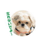 ボクシングジムのシーズー犬くうちゃん（個別スタンプ：20）