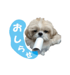 ボクシングジムのシーズー犬くうちゃん（個別スタンプ：21）