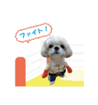 ボクシングジムのシーズー犬くうちゃん（個別スタンプ：23）