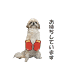 ボクシングジムのシーズー犬くうちゃん（個別スタンプ：24）