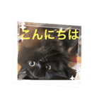 黒猫 ルナ院長19にゃんめ（個別スタンプ：4）